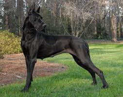 Vulpine Great Danes Euro Vs American Dane Dog Great Dane Dogs Great Dane