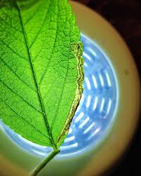 Image result for Stigmella anomalella