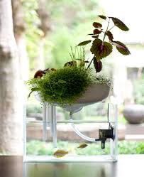 1er Avril Fishtre C Est Le Jour Du Poisson Jardin Aquatique Jardin Aquatique Interieur Aquaponie