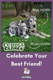 Custom Stuffed Animal Of Your Pet Plush Dogs Cats Cuddle Clones Custom Stuffed Animal Animals Cat Cuddle