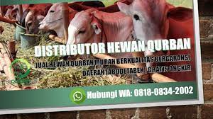 Dibawah ini ada contoh pidato singkat tentang qurban yang bertepatan dengan penyelenggaraan ibadah haji pada hari raya idul adha Contoh Brosur Jual Hewan Qurban Distributor Hewan Qurban Depok