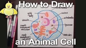 Check spelling or type a new query. How To Draw An Animal Cell Diagram Homework Help Doodledrawart Youtube