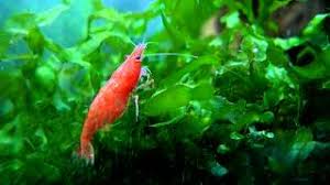 Image result for Lomariopsis rossii