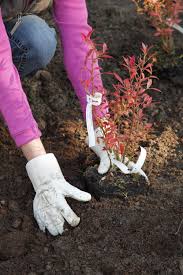 Heidelbeeren Richtig Pflanzen In 2020 Heidelbeeren Pflanzen Garten Bepflanzen Pflanzen