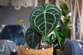 How to buy anthurium plants? How To Care For Anthurium Clarinervium Indoor Home Garden