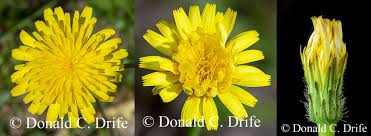 Image result for Hypochaeris