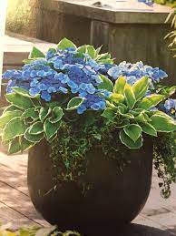 Potted Hydrangeas And Hostas With Ivy Thriller Filler Spiller For An Eastern Exposure Flower Pots Outdoor Hydrangea Potted Outdoor Flowers