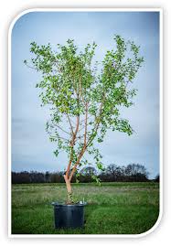 Image result for Quillaja saponaria