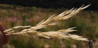 Image result for Pentameris