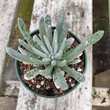 Image result for Senecio inornatus