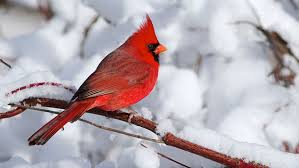 Winter Cardinal Pictures Posted By Sarah Peltier Over 7,426 cardinal pictures to choose from, with no signup needed. winter cardinal pictures posted by