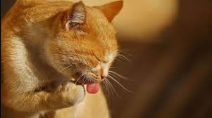 Comment Lutter Contre L Odeur De Pipi De Chat Mes 3 Ingredients Miracles Pipi De Chat Urine De Chat Odeur De Pipi