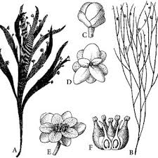 Image result for Tetracera boiviniana