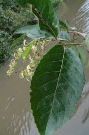 Image result for Homalium