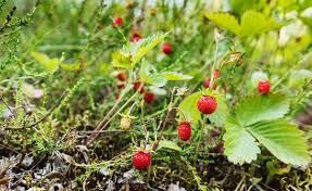 Erdbeerenpflege Die 5 Haufigsten Fehler In 2020 Erdbeeren Erdbeerpflanzen Wilde Erdbeeren