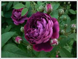 Reine Des Violettes Rose Climbing Zones 4 9 Tolerates Some Shade Stems Are Nearly Thornless Very Fragrant Rose Varieties Climbing Roses Shrub Roses