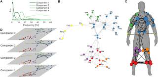 Skeleton supports the body and keeps it upright. Network Structure Of The Human Musculoskeletal System Shapes Neural Interactions On Multiple Time Scales Science Advances