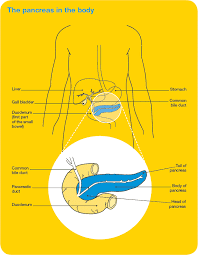 A medical history focused on symptoms and risk factors, along with a physical exam, is the first step. Pancreatic Cancer Overview Cancer Council Victoria
