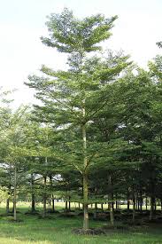 Image result for Terminalia mantaly