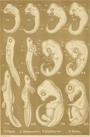 Die 1866 aufgestellte biogenetische grundregel von ernst haeckel besagt, dass die ontogenese (keimesentwicklung) eine verkürzte phylogenese (stammesentwicklung) ist. Biogenetisches Grundgesetz Anthrowiki