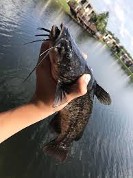 They can get as large as yellow bullheads under the right conditions. Big Black Bullhead I Caught This Morning Fishing