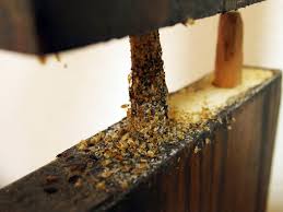 Bed Bug Infestation On Furniture Bed Bugs Treatment Bed Bugs Bed Bugs Infestation