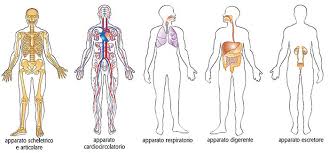 L'apparato digerente di ogni essere vivente ha il compito di introdurre, di digerire ed assorbire i principi nutritivi contenuti negli alimenti, eliminando i residui non utilizzabili per il metabolismo, sotto forma di feci. Piu Che Sportivo Le Basi Della Scienza Motoria