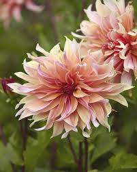 Pin On Dahlia 2020