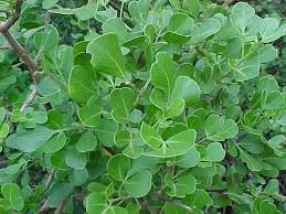 Image result for Searsia lucida