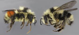 Check spelling or type a new query. How The Bumble Bee Got Its Stripes