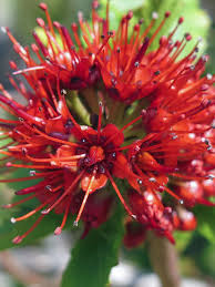 Image result for Greyia