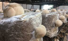 The formal name of lion's mane mushrooms is hericium erinaceus. Mushrooming Together Grow Shiitake Oyster Chestnut Lion S Mane And Reishi Mushrooms With Ready To Fruit Blocks