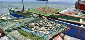 Fish exposed to pollution presented significantly higher values of er, ht, hb, mch and mchc than those captured in an haematology of the freshwater fish barilis bola (ham.) Tamban Season A Blessing Amid Pandemic Sunstar