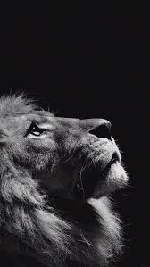 Epingle Par Arkillo Sur بلال Fond D Ecran Telephone Fond Ecran Animaux Fond D Ecran Lion