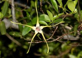Image result for Strophanthus luteolus