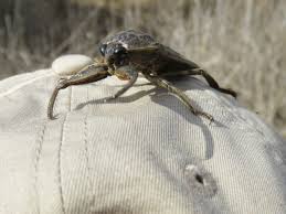 We did not find results for: The Giant Water Bug Of Oakland County Oakland County Blog