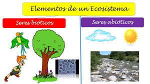 Su funcionamiento se basa en las propiedades de autoorganización, escalabilidad y pero, ¿qué implica un ecosistema digital y cómo puedes construir uno para tu empresa? Que Es Un Ecosistema Para Ninos Youtube