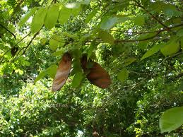 Image result for Centrolobium