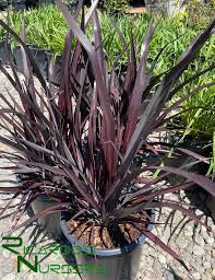 Image result for Phormium