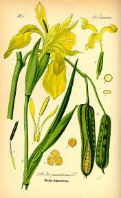 Image result for Iris pseudacorus