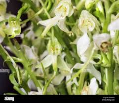 Image result for Habenaria indiana