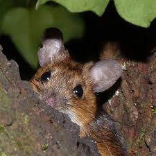 Fetter Schlitzohriger Bananenliebhaber 15 09 19 Gelbhalsmaus Apodemus Flavicollis Andere Tiere Insektenfotos De Forum