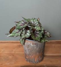 Image result for Chlorophytum amplexicaule