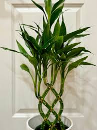 Image result for Dracaena sanderiana