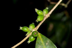 Image result for Tricalysia