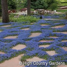 Veronica Iiwanensis Ground Cover High Country Gardens Ground Cover Plants Country Gardening