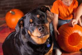 Whether you're looking up dog pumpkin carving ideas for yourself or your child, you'll be sure to find something interesting on this list. Roundup Free Pet And Animal Pumpkin Carving Patterns