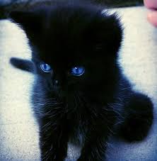 Baby Black And White Cat With Blue Eyes Happy Meoween Haiku From Patricia Carragon Gorgeous Cats Cute Animals Cat Breeds