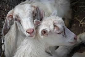 Peta (people for the ethical treatment of animals). 12 Tips For Keeping Goats In The City