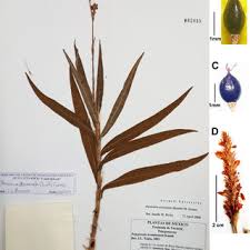 Image result for Persicaria barbata